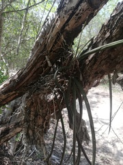 Trichocentrum cebolleta