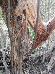 Trichocentrum cebolleta