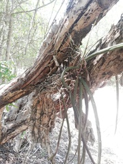 Trichocentrum cebolleta