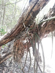 Trichocentrum cebolleta