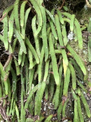 Pyrrosia linearifolia