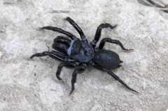 Sphodros niger