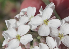 Dimorphocarpa candicans