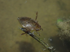 Diplonychus rusticus