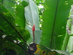 Heliconia episcopalis