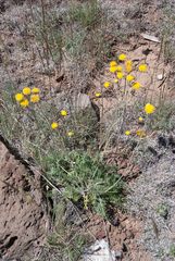 Hymenopappus filifolius