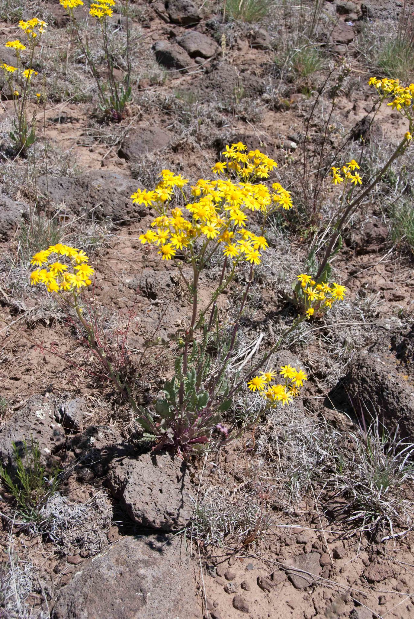 Packera quercetorum
