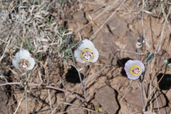 Calochortus ambiguus