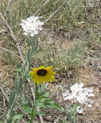 Dimorphocarpa candicans