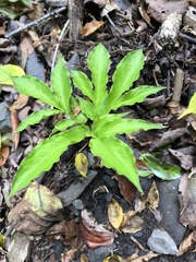 Amorphophallus kiusianus