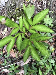 Amorphophallus kiusianus
