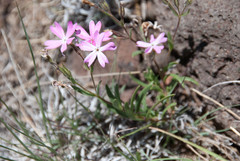 Phlox woodhousei