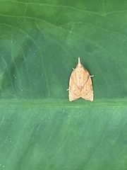 Cenopis reticulatana