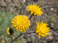 Hymenopappus filifolius