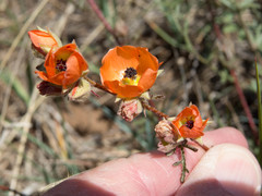 Sphaeralcea rusbyi