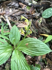 Liparis sootenzanensis