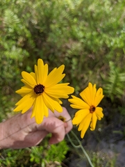Coreopsis falcata