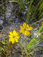 Coreopsis falcata