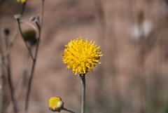 Hymenopappus filifolius