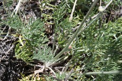 Hymenopappus filifolius