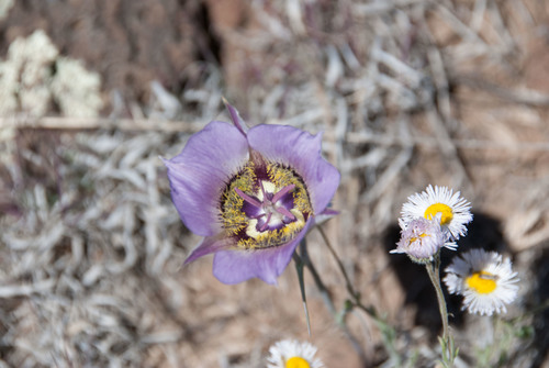 Arizona mariposa lily