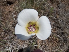 Calochortus ambiguus