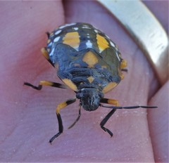 Chinavia pallidoconspersa