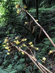 Galeola lindleyana
