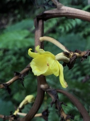 Galeola lindleyana