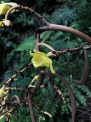 Galeola lindleyana