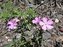 Phlox woodhousei