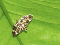 Chabula acamasalis
