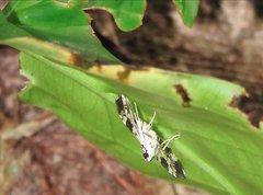 Chabula acamasalis