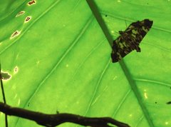 Chabula acamasalis