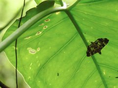 Chabula acamasalis
