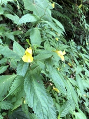 Impatiens tayemonii