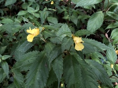 Impatiens tayemonii
