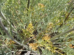 Hymenopappus filifolius