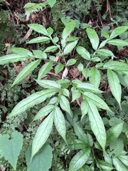 Amorphophallus kiusianus