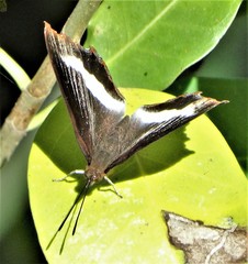 Eurytela hiarbas angustata