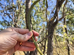 Dolichandrone alternifolia