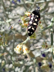 Acmaeodera gibbula