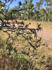 Dolichandrone alternifolia