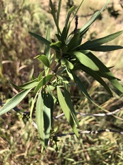 Dolichandrone alternifolia