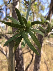 Dolichandrone alternifolia