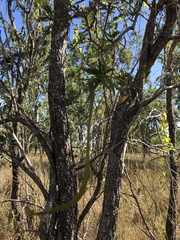 Dolichandrone alternifolia