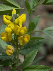 Thermopsis