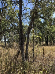 Dolichandrone alternifolia