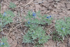Lupinus kingii