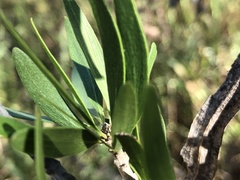 Dolichandrone alternifolia